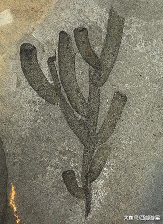 除了大熊猫外, 现在世界上有哪些能够被称为「活化石」的动物