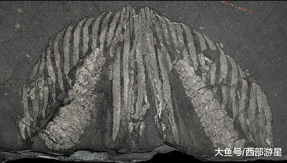 除了大熊猫外, 现在世界上有哪些能够被称为「活化石」的动物