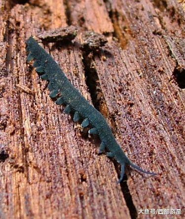 除了大熊猫外, 现在世界上有哪些能够被称为「活化石」的动物