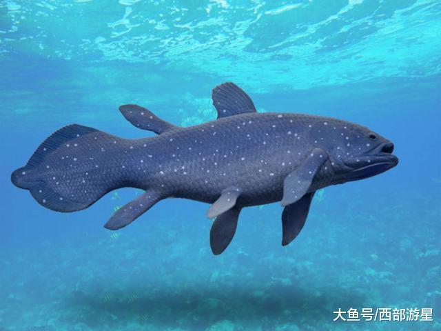 除了大熊猫外, 现在世界上有哪些能够被称为「活化石」的动物