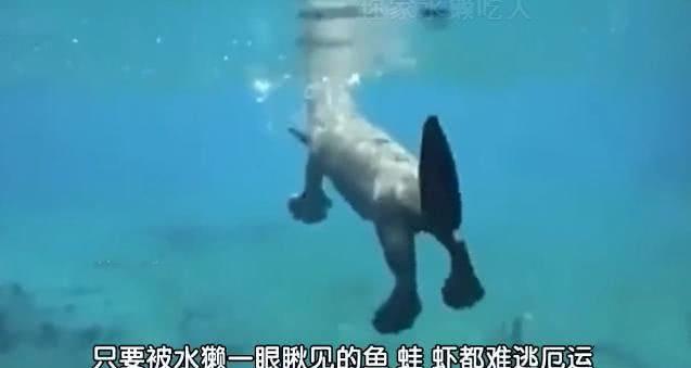 连科学家都解释不了的“水猴子”,究竟是什么东西涨知识了