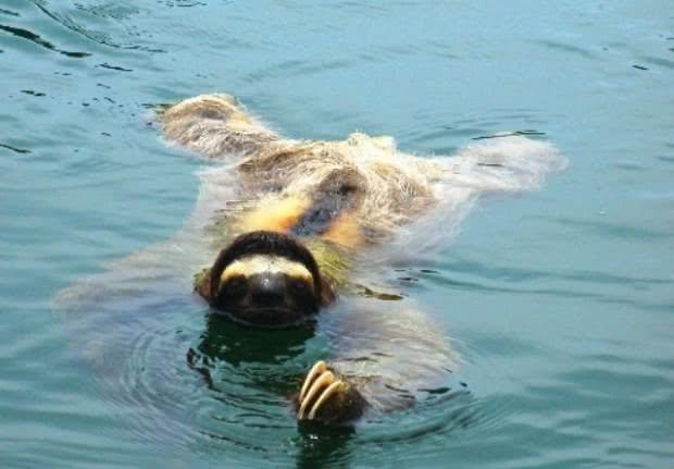 连科学家都解释不了的“水猴子”,究竟是什么东西涨知识了