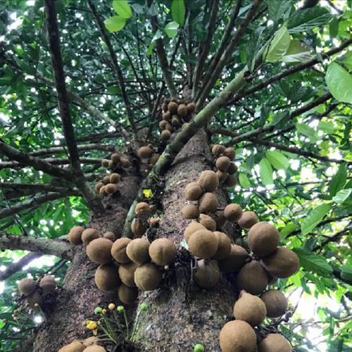 是什么一种奇怪的水果，吃了后能够连放屁都是香的！