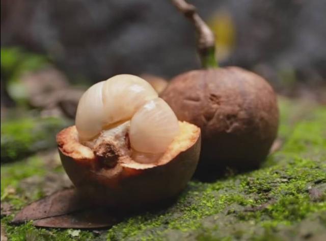 是什么一种奇怪的水果，吃了后能够连放屁都是香的！