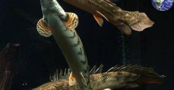 神奇“恐龙鱼”存在数百万年，被人称为水中活化石