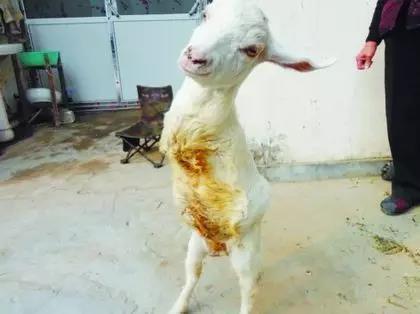 《长城》异兽? 来告诉你历史上真实的饕餮! !!