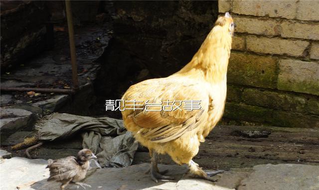 瓢鸡：哀牢山珍禽，顶尖级美味