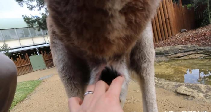 袋鼠的袋子里有什么？饲养员好奇打开，看完立刻后悔了！