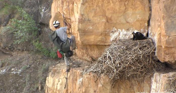 袋鼠的袋子里有什么？饲养员好奇打开，看完立刻后悔了！