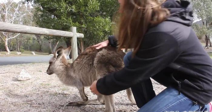 袋鼠的袋子里有什么？饲养员好奇打开，看完立刻后悔了！