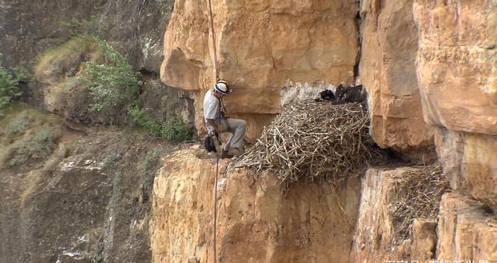 袋鼠的袋子里有什么？饲养员好奇打开，看完立刻后悔了！