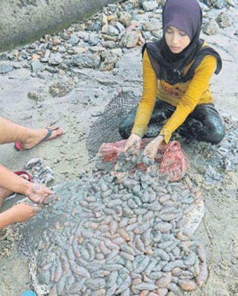 海滩上漂浮大量不明生物，村民们看到后竟纷纷上前哄抢