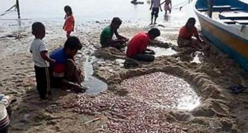 海滩上漂浮大量不明生物，村民们看到后竟纷纷上前哄抢