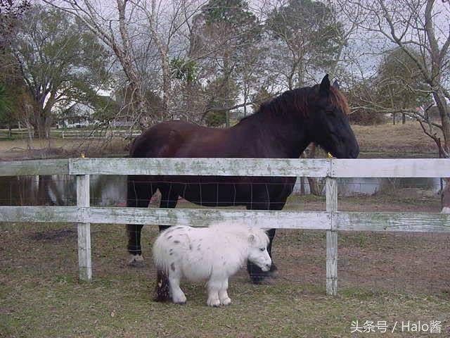 超可爱的“马界柯基”昔德兰矮种马，矮矮短短实在是太萌啦！
