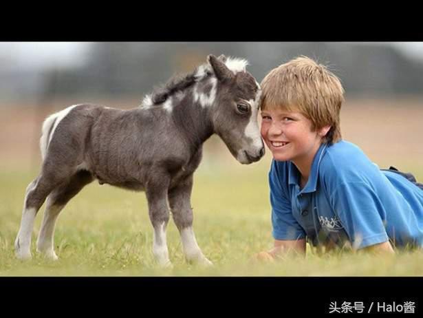 超可爱的“马界柯基”昔德兰矮种马，矮矮短短实在是太萌啦！