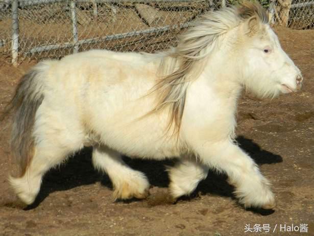 超可爱的“马界柯基”昔德兰矮种马，矮矮短短实在是太萌啦！