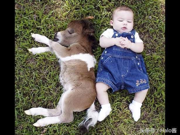 超可爱的“马界柯基”昔德兰矮种马，矮矮短短实在是太萌啦！