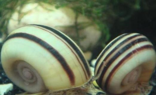 玩草缸朋友可别饲养这样螺,月光螺们除草速度可不一般!