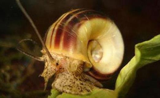 玩草缸朋友可别饲养这样螺,月光螺们除草速度可不一般!