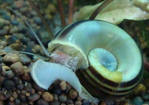 玩草缸朋友可别饲养这样螺,月光螺们除草速度可不一般!