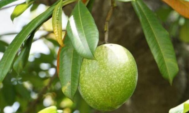 热带雨林地区的“芒果树”形似青芒, 却是隐藏剧毒, 千万别误食
