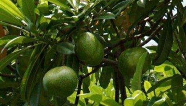 热带雨林地区的“芒果树”形似青芒, 却是隐藏剧毒, 千万别误食