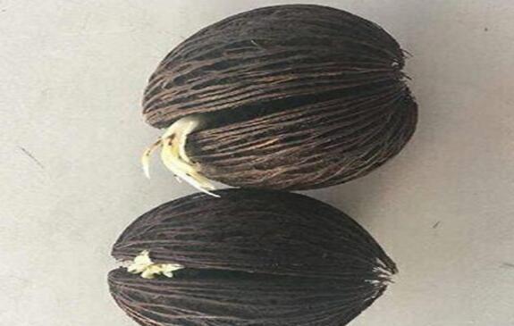 热带雨林地区的“芒果树”形似青芒, 却是隐藏剧毒, 千万别误食