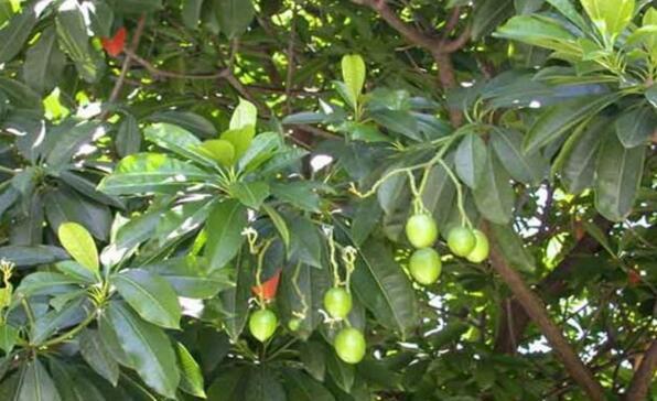 热带雨林地区的“芒果树”形似青芒, 却是隐藏剧毒, 千万别误食