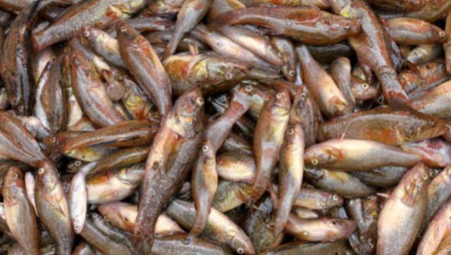 东北这种冻不死的鱼，人称“老头鱼”过去少人要，如今身价很高