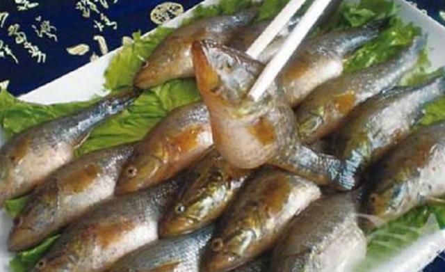 东北这种冻不死的鱼，人称“老头鱼”过去少人要，如今身价很高