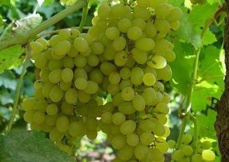 葡萄种植，生产中常见的病害，葡萄霜霉病的诊断和防治