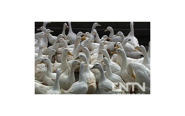 《男人送给女人的一段爱情话》傻帽请好好对待函数！原创