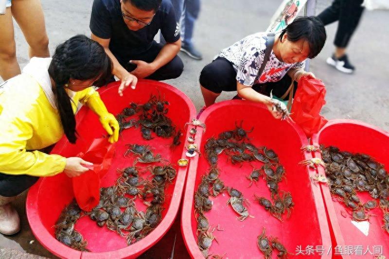 淡水毛蟹进入海鲜市场 价格根据个头20-60不等 满满的蟹黄