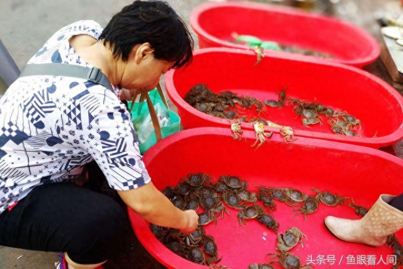 淡水毛蟹进入海鲜市场 价格根据个头20-60不等 满满的蟹黄
