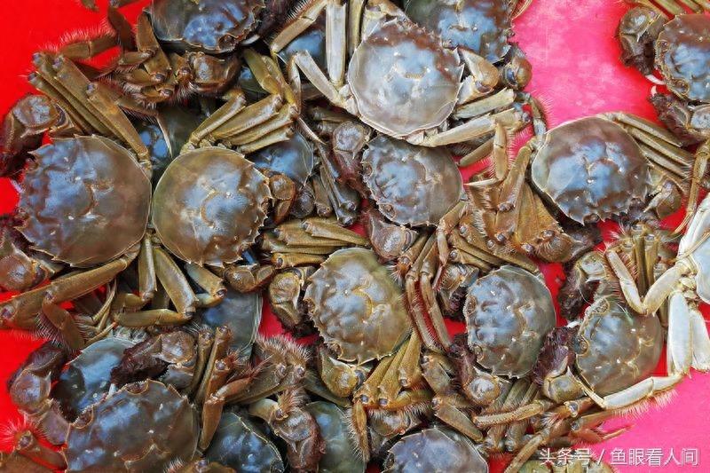 淡水毛蟹进入海鲜市场 价格根据个头20-60不等 满满的蟹黄