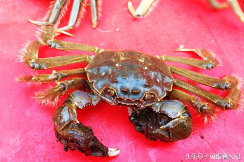 淡水毛蟹进入海鲜市场 价格根据个头20-60不等 满满的蟹黄