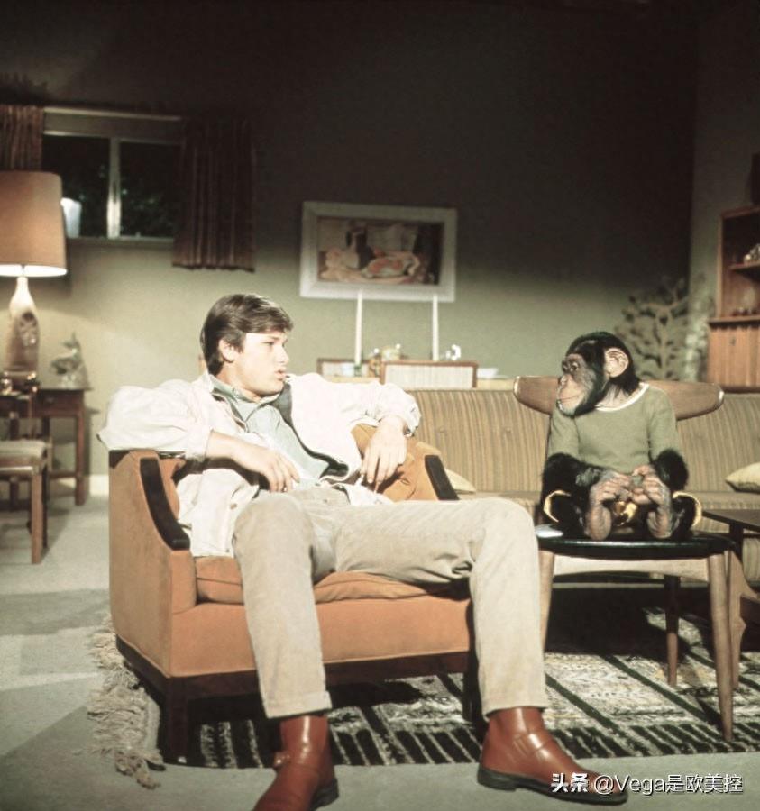 盘点:和大猩猩有关的15部电影,你看过几部?