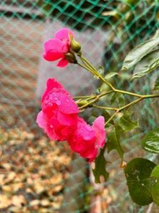 ​大地资源二在线观看免费高清好看：大自然狂欢：人类与自然的奇妙交汇！