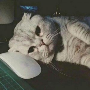 ​顾婷婷：28岁项目经理勇闯《一站到底》，精彩表现引热议