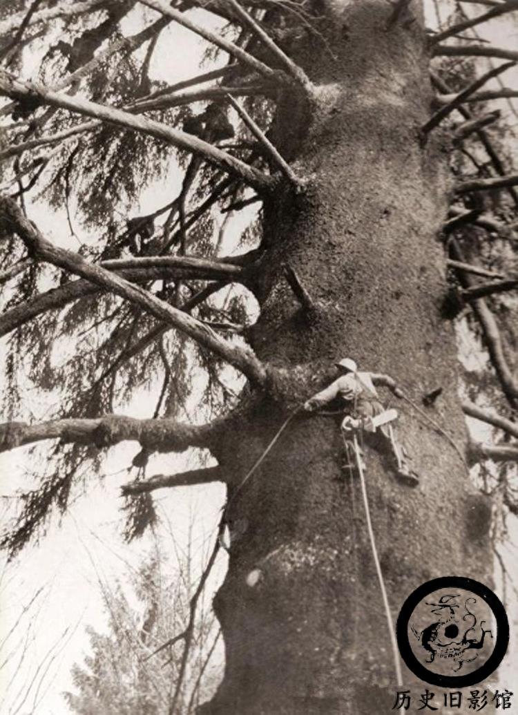 一组历史罕见老照片：图二是长相奇怪的类人猿，图三骑手很漂亮