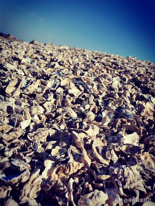 秦皇岛北戴河网红打卡地鸽子窝公园