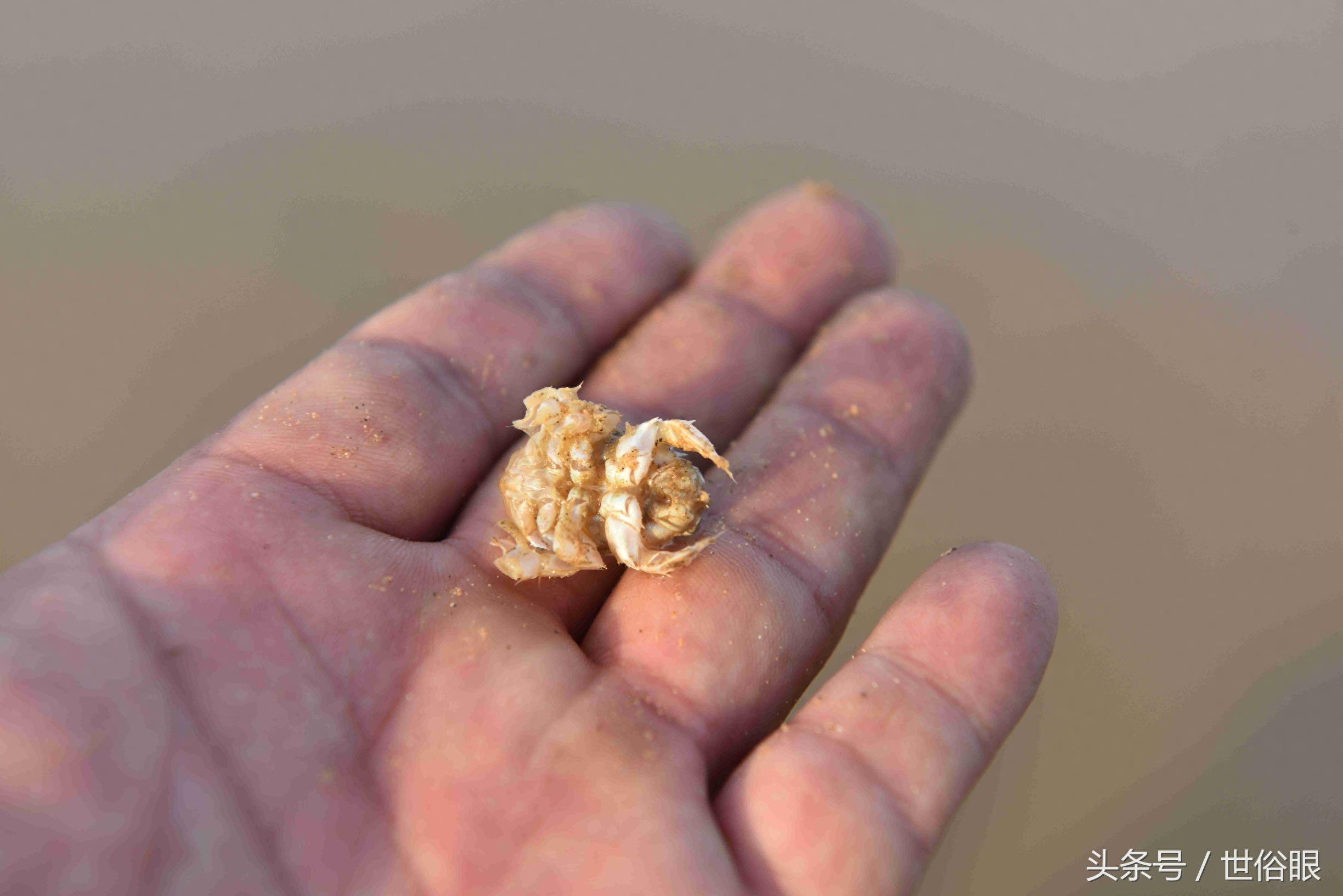 这种“海知了”是一种极品海鲜，很多住海边的人都没见过，如果遇见不吃遗憾终生