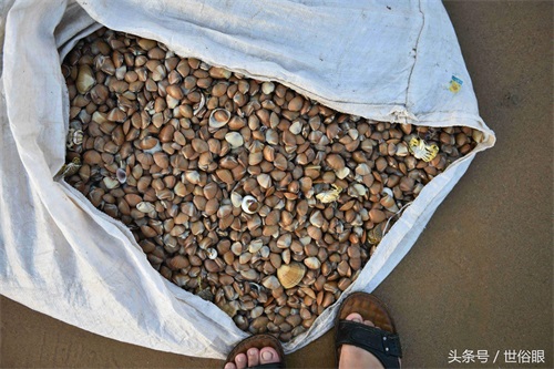 这种“海知了”是一种极品海鲜，很多住海边的人都没见过，如果遇见不吃遗憾终生