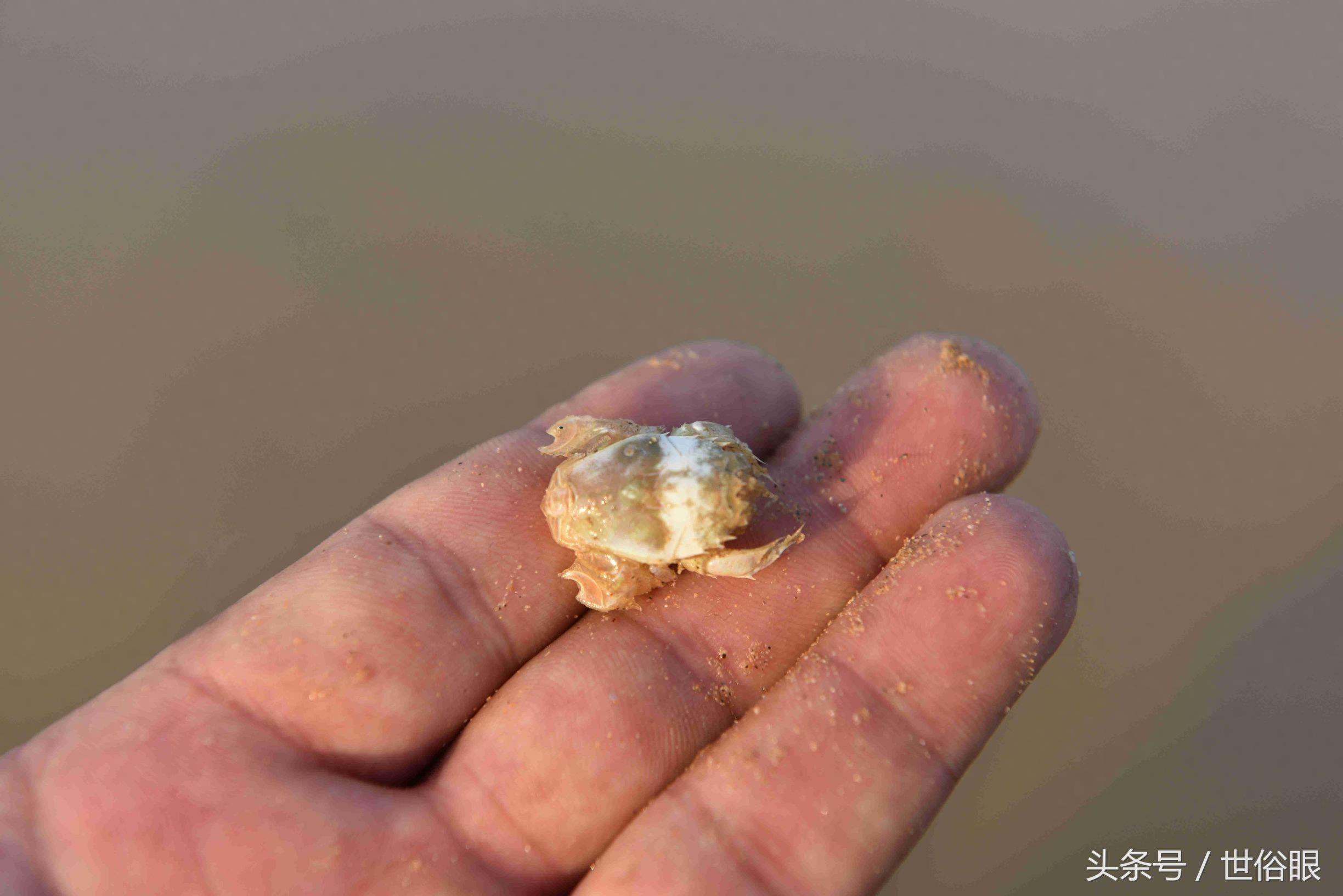 这种“海知了”是一种极品海鲜，很多住海边的人都没见过，如果遇见不吃遗憾终生