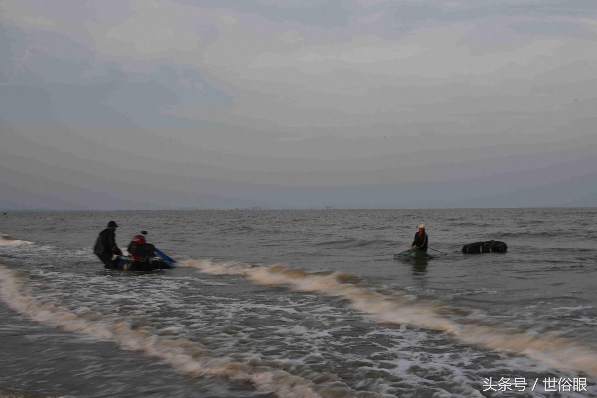这种“海知了”是一种极品海鲜，很多住海边的人都没见过，如果遇见不吃遗憾终生