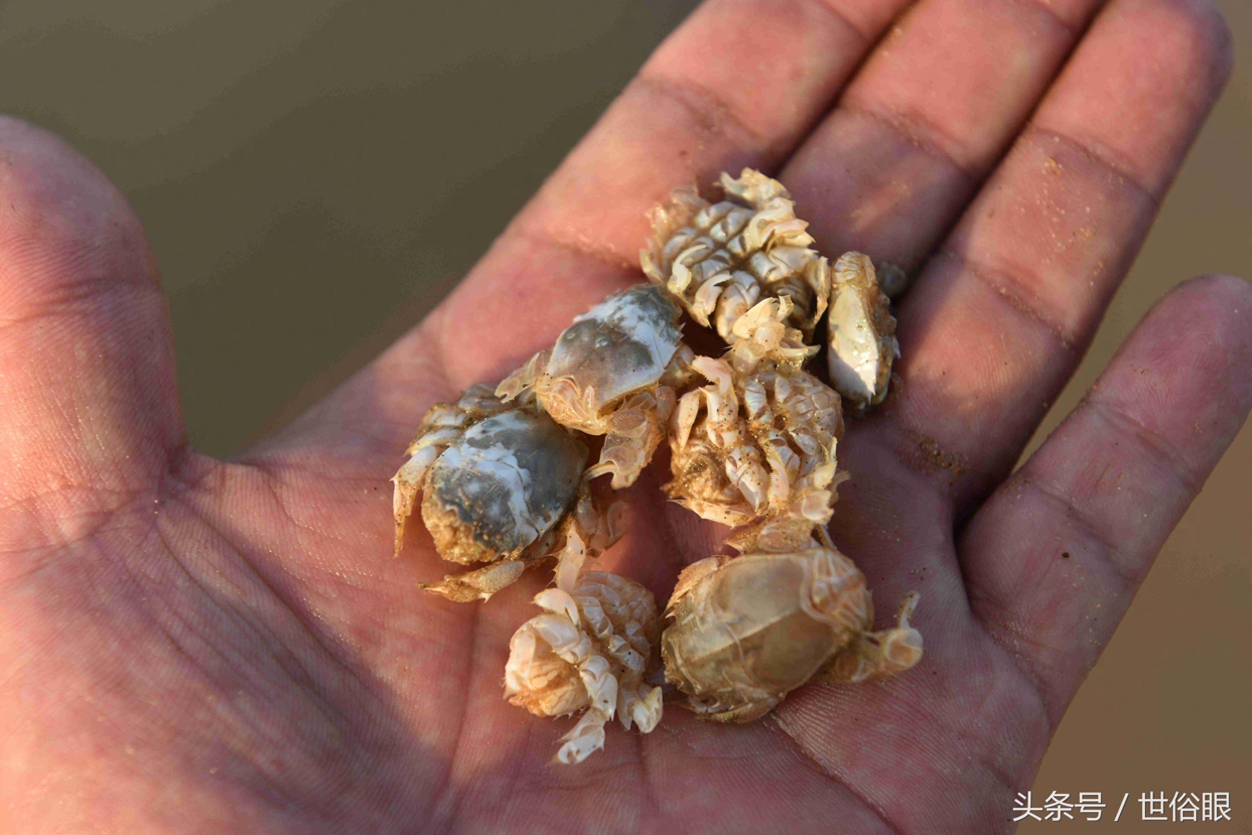 这种“海知了”是一种极品海鲜，很多住海边的人都没见过，如果遇见不吃遗憾终生