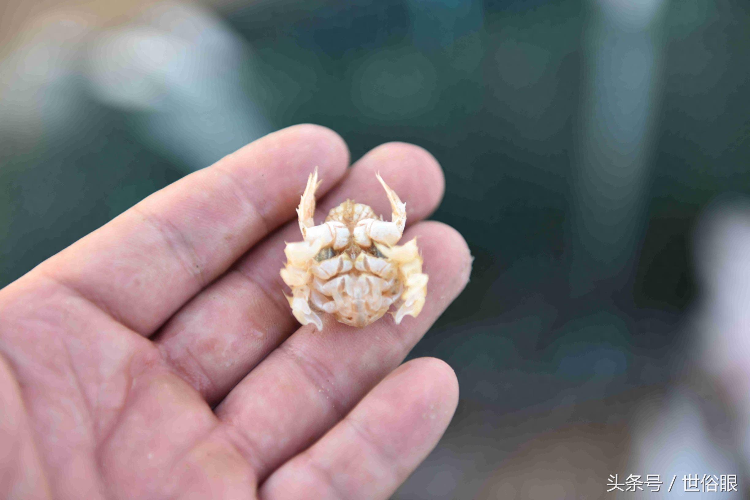 这种“海知了”是一种极品海鲜，很多住海边的人都没见过，如果遇见不吃遗憾终生