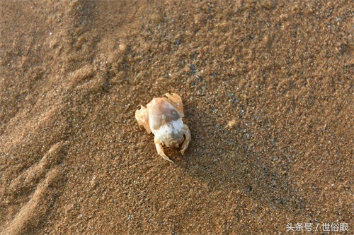 这种“海知了”是一种极品海鲜，很多住海边的人都没见过，如果遇见不吃遗憾终生