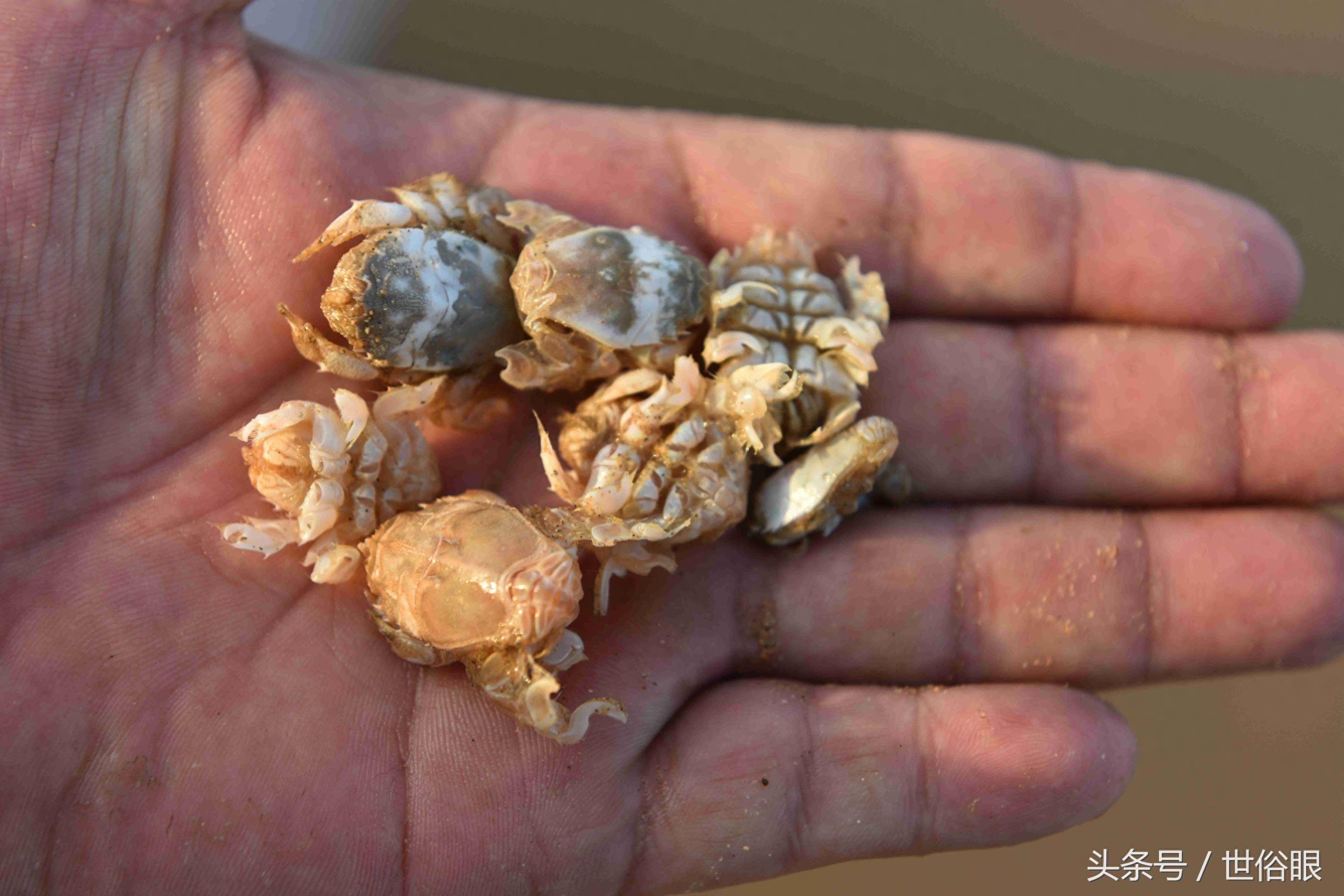 这种“海知了”是一种极品海鲜，很多住海边的人都没见过，如果遇见不吃遗憾终生