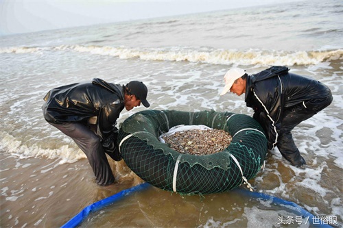 这种“海知了”是一种极品海鲜，很多住海边的人都没见过，如果遇见不吃遗憾终生